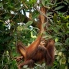 Orangutan bornejsky - Pongo pygmaeus - Bornean Orangutan o9659